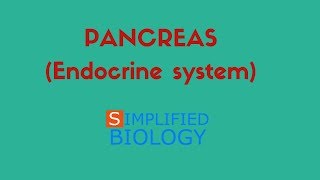 PANCREAS Endocrine System for NEET AIIMS AIPMT MCAT JIPMER PREMED [upl. by Eissolf]