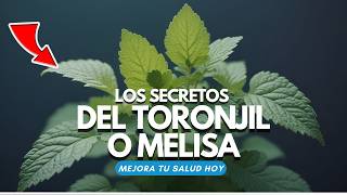 Descubre el SECRETO del TORONJIL o MELISA 🌿 La Planta que Transformará tu Salud [upl. by Margarette]