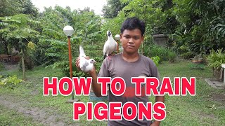 how to train pigeons must watch [upl. by Helali]