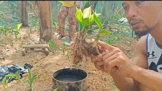 Saging lakatan gaano cya kadami😲 macro propagation lakatan [upl. by Templer]