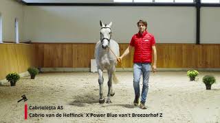 Cabrioletta AS Cabrio van de Heffinck x Power Blue vant Breezerhof Z [upl. by Ayhay369]