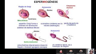 FISIOLOGIA ANIMAL  ERE  EMBRIOLOGIA DO APARELHO REPRODUTOR [upl. by Healy]