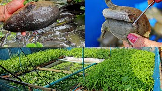 I Raised Softshell Turtles Giant Climbing Perches and Frogs in a Natural Pond in The Backyard [upl. by Hamrah]