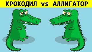 В ЧЁМ РАЗНИЦА КРОКОДИЛ vs АЛЛИГАТОР [upl. by Durrej]