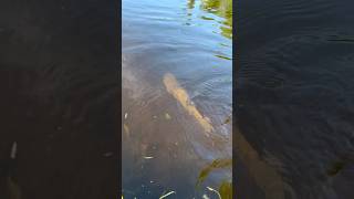 Fish Release sauger fishing fish bigfish mirrolure [upl. by Atwater]