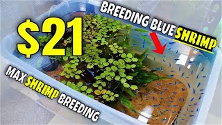 How to set up a blue dream shrimp tank [upl. by Ainafets]