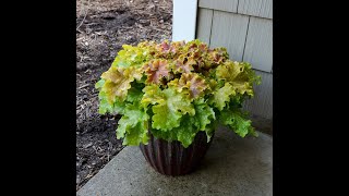 DOLCE® Frosted Berry Heuchera Bin3aiah Plants [upl. by Ecyt469]