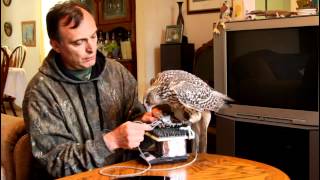 Young gyrfalcon helping me to leash her [upl. by Legyn627]