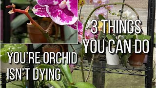 What To Do When Orchid Blooms Fall Off ☠️ Yellowing Flower Spike Orchid Care For Begginers [upl. by Attelrak478]