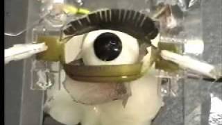 Electroactive Polymer EAP eye [upl. by Ahterod]