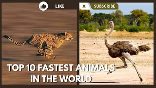 Top 10 Fastest Animals in the World [upl. by Ytirev]