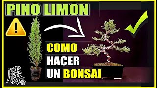 How to Make a Bonsai [upl. by Tabby81]