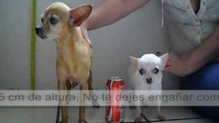 Regular Chihuahua vs Teacup Chihuahua Full grown   The Fall of a myth [upl. by Pomona]