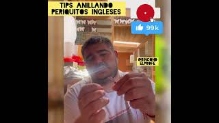 Tips anillando periquitos ingleses y la importancia del anillo [upl. by Ahsinit713]