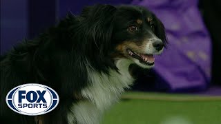 Check out the best of the 2019 WKC Masters Agility Championship  FOX SPORTS [upl. by Shellie81]