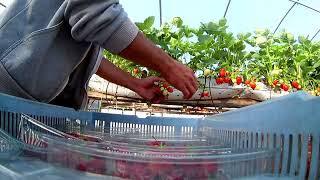 быстро собрать клубнику работа в англии Super fast strawberry picking at work in England Scotland [upl. by Brandwein]