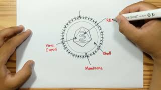 How to draw STRUCTURE OF POLIO VIRUS [upl. by Ramsey]