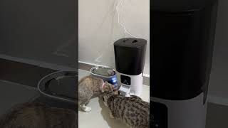 Automatic Cat Feeder with 2 Way Splitter amp Double Bowls  Less worries when away from homer [upl. by Attelocin334]