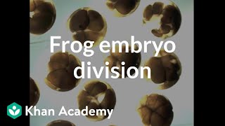 Frog embryo division [upl. by Kyd576]