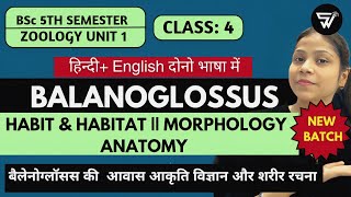 Habit Habitat Morphology amp Anatomy of BalanoglossusBSc 5th Semester Paper 2 Unit 1 [upl. by Elinad]