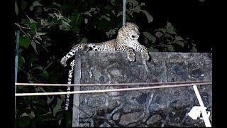 4 leopards spotted near residential colony New Dindoshi Mumbai [upl. by Drusy290]