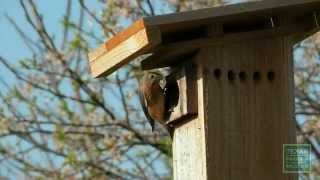 How to install a Bluebird nest box  Tips from a Wildlife Biologist [upl. by Annawat]