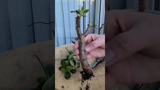 Starting a Crassula Ovata Bonsai [upl. by Olivann814]