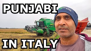 Dairy farm work in italy farm da kam italy vich punjabies workcow farming punjabi vlog [upl. by Fredrick]