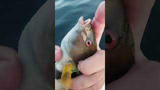 Caught a Rock Wrasse Fishing from the Boat werftv catchsurf [upl. by Gallager]