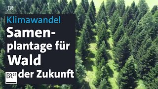 Klimawandel Samenbanken für Wälder der Zukunft  Abendschau  BR24 [upl. by Zenas]