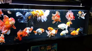 Wow super beautiful goldfish in tank [upl. by Ecirtnuahs]