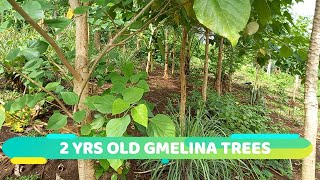 REVISITING THE 2 YEARS OLD GMELINA TREES  StarSchedarTV [upl. by Gainor579]