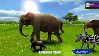 wildlife documentary in hindi African wildlife documentary Animal attack Funny animals wildlife [upl. by Ecylla]