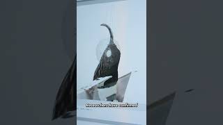 3D Modeling The Smallest Birds in the World [upl. by Sparks399]