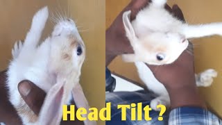 Head Tilt in Rabbit  Why  How  What to do  By Dr SkMishra Vet [upl. by Nyret]