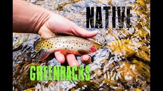 Native Greenback Cutthroat Trout  Fly Fishing [upl. by Hahn155]