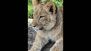 Lioness resting in shade 👑 lion tiger lionking lioness shortsfeed [upl. by Nutsud]