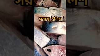 BENGALI FOOD SORSER ILISH ytviral food kolkatafoodie hindufestival kolkatafoodtour [upl. by Skipton155]