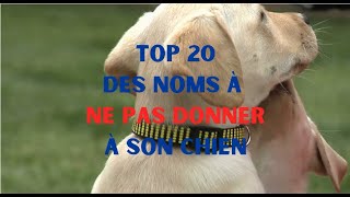 Top 20 des noms à ne pas donner à son chien en 2024 [upl. by Nibuz]