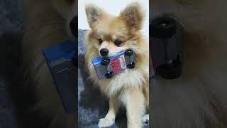 ماشینشوخورد 😀😀 dog poms shortsvideo pom pomernian pets pomes puppy love pomerani [upl. by Tavey833]