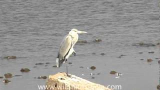 Grey Heron Gujarat [upl. by Wanids]