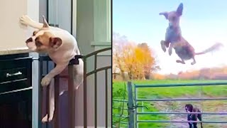 Great Escapes Animal Edition  Ozzy Man Reviews [upl. by Ahtebbat]