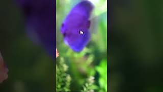 quot🌊 Betta Fish Facts You Need to Know 🐠✨ FishFacts BettaLovequot [upl. by Moises]