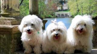 Coton de Tulear The MILESTONE Project a DOGumentary [upl. by Baxie]