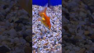 Goldfish eats off of little stones 🐠 shorts 2024 goldfish fish [upl. by Eniladam]