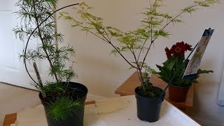 Four New Plants For My Collection [upl. by Sylvie592]