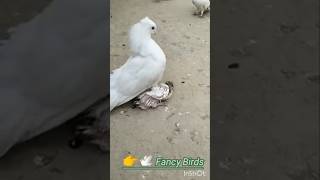 Pigeon and bachha ytshorttrending shorts bird pigeon kabootar viralshorts [upl. by Eneladgam]