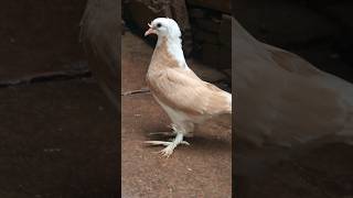 6 New Baby Pigeons Ka Shoq😍🕊 kabutar pigeon minivlog shorts [upl. by Clova841]