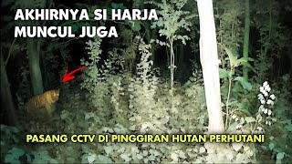 Masih Penasaran Pasang CCTV di Hutan Cari Penampakan Harimau Jawa yang Kemarin  CCTV HOROR 34 [upl. by Emili]