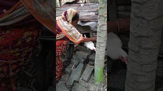 A woman released chickens from the hen house release chicken house women [upl. by Nyladnek979]